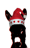 Esel mit Weihnachtsmann-Mütze